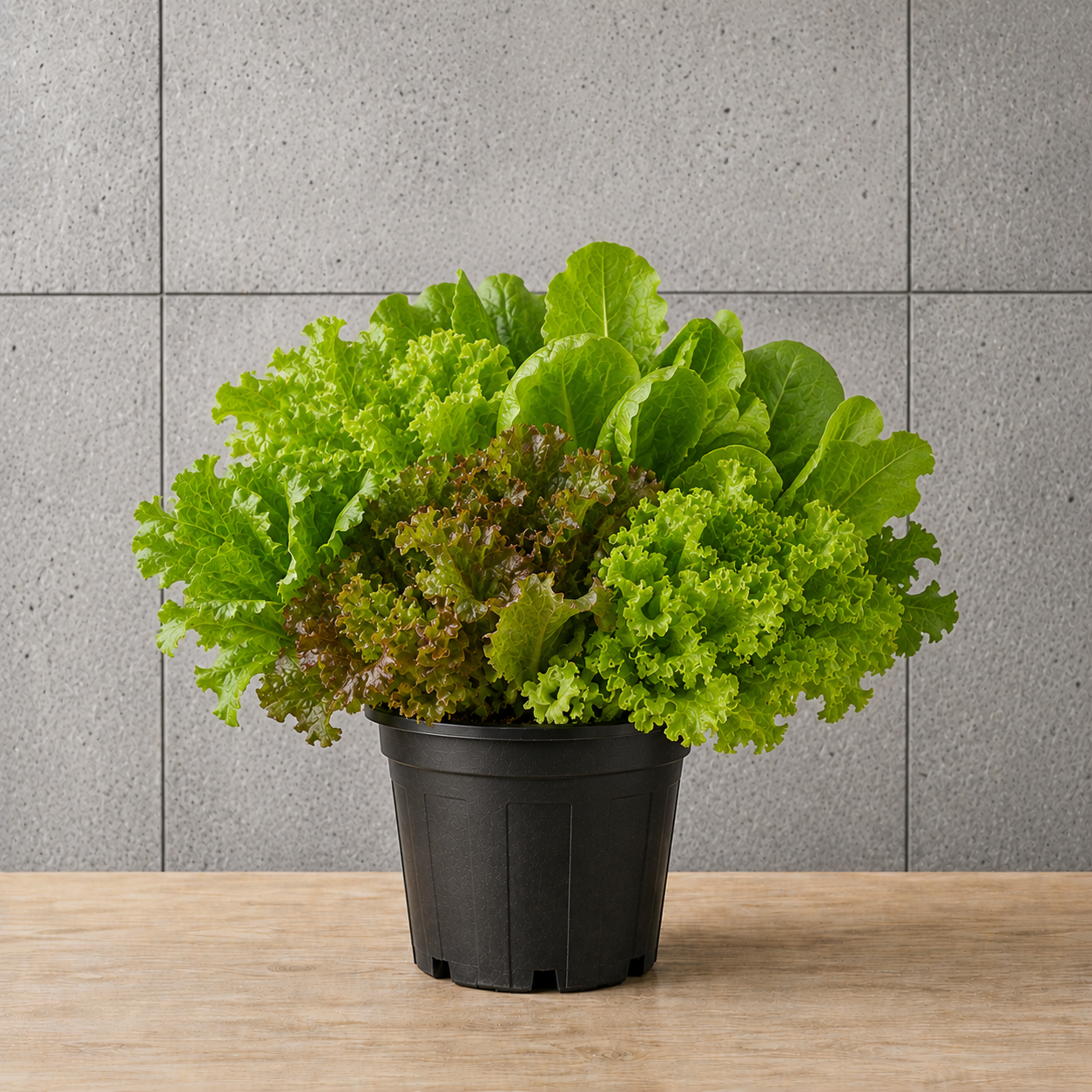 Potted Lettuce