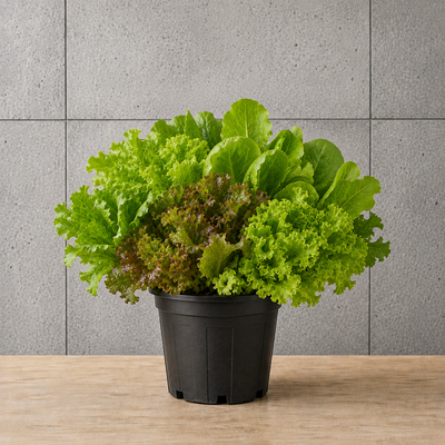 Potted Lettuce