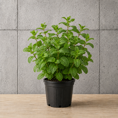 Potted Mint