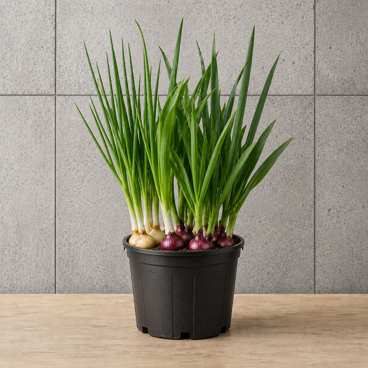 Potted Onion