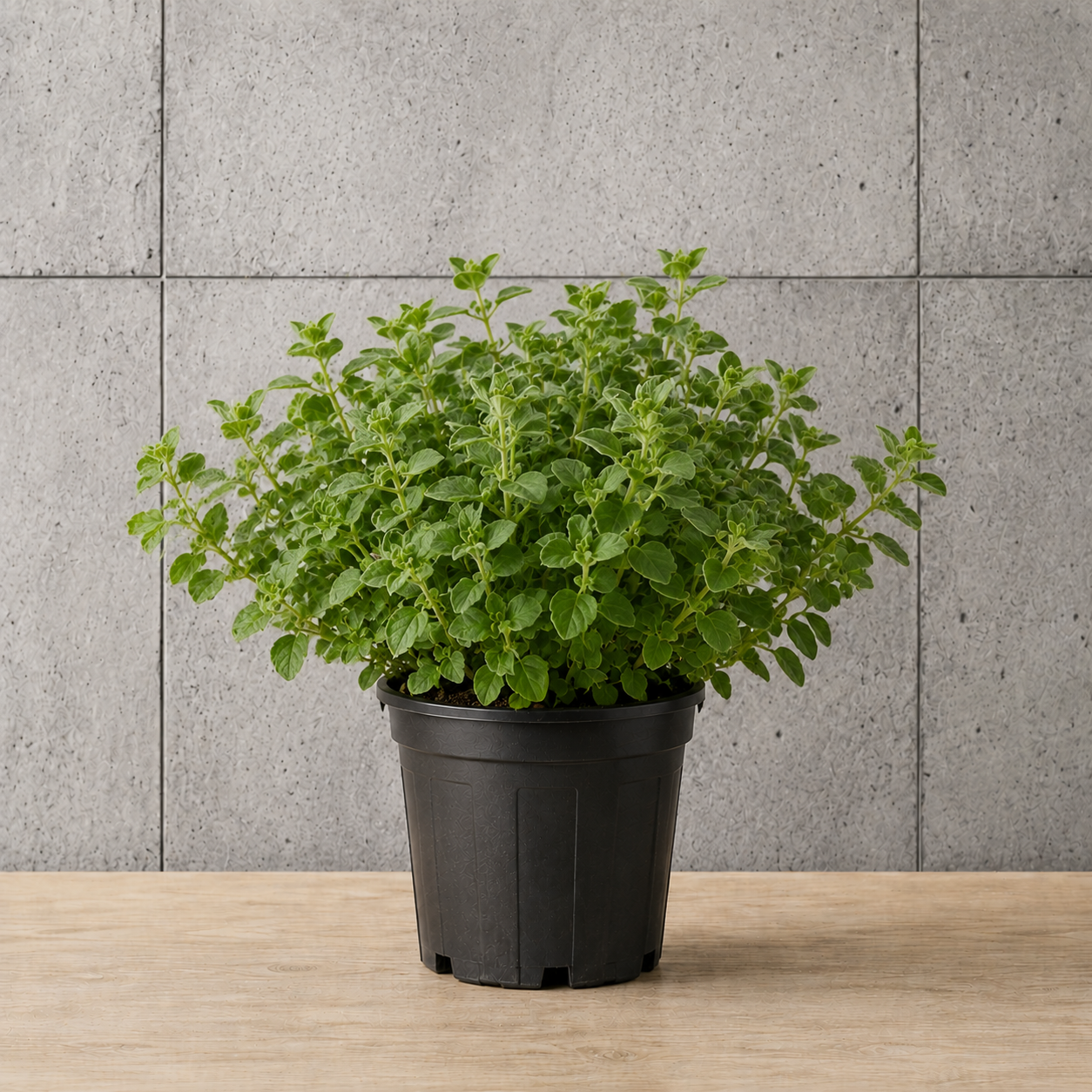 Potted Oregano