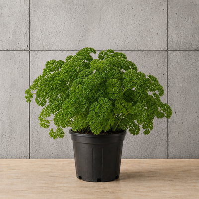 Potted Parsley