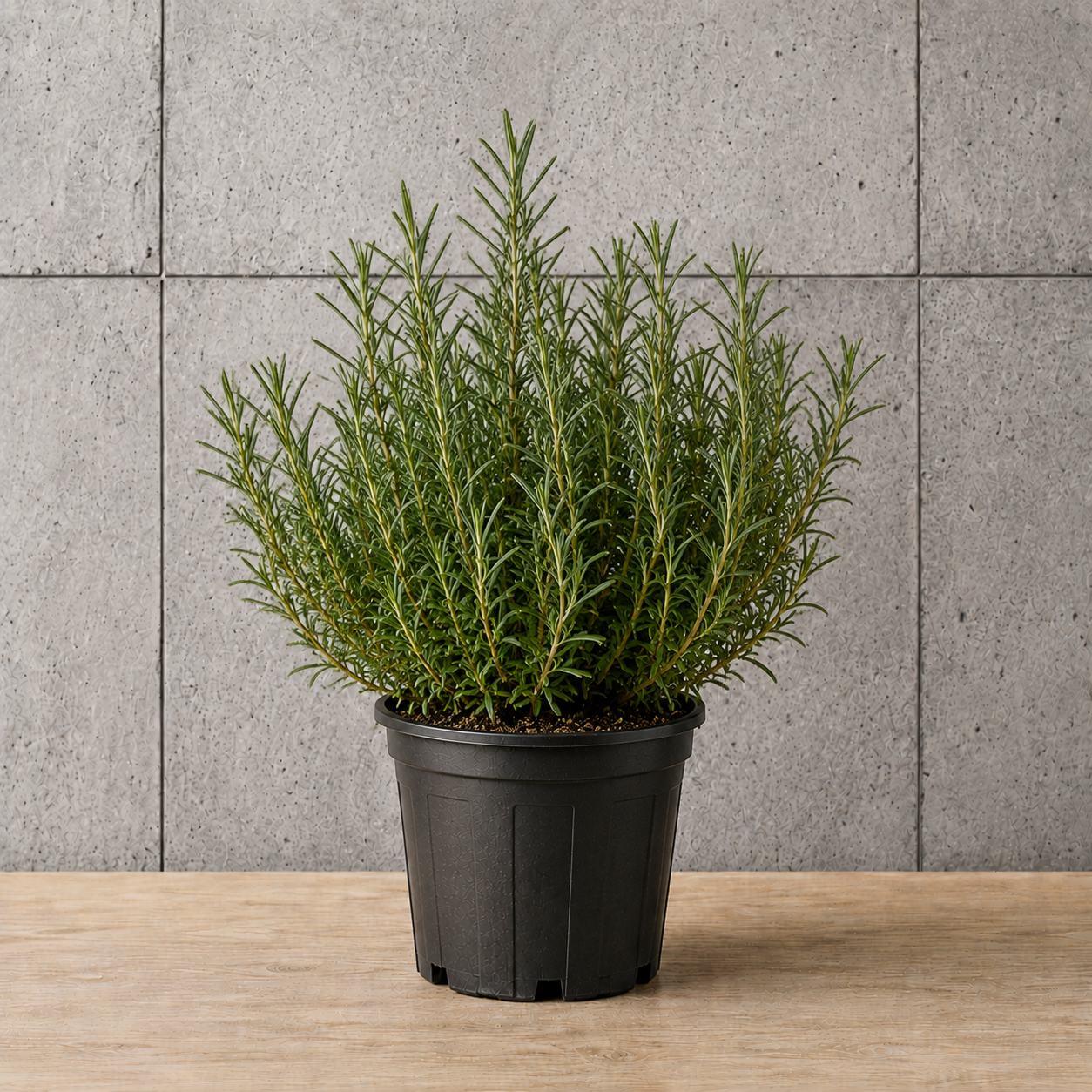 Potted Rosemary