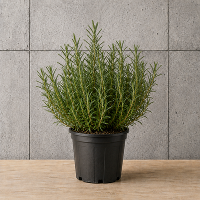 Potted Rosemary