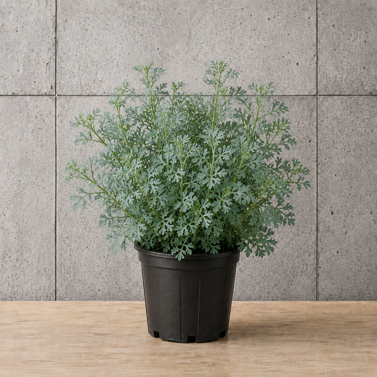 Potted Rue