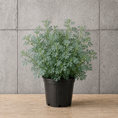 Potted Rue