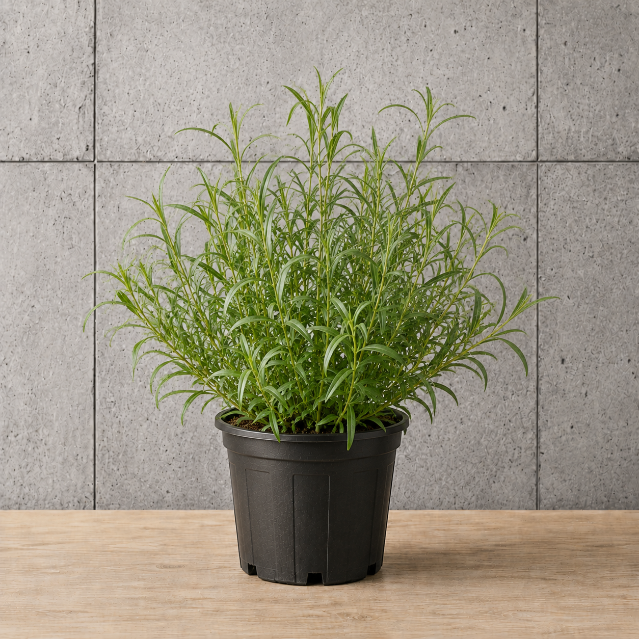 Potted Tarragon