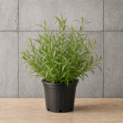 Potted Tarragon