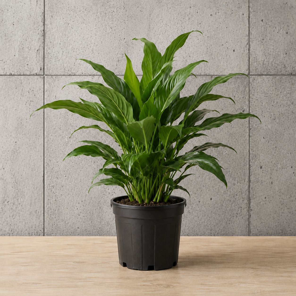 Potted Plants