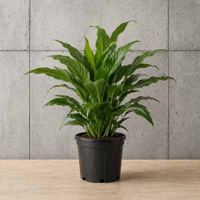Potted Plants