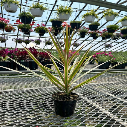 DRACAENA MARGINATA "BICOLOR"