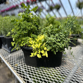 potted chamomile plant CHAMOMILE COMMON 4.5" POT – Emarville