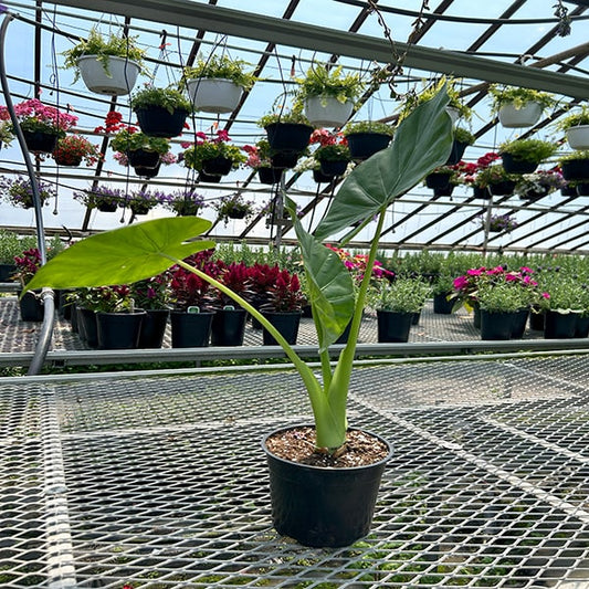 Alocasia « Oreille d'éléphant »