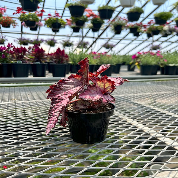 Bégonia Rex Rouge