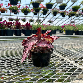 BEGONIA REX RED