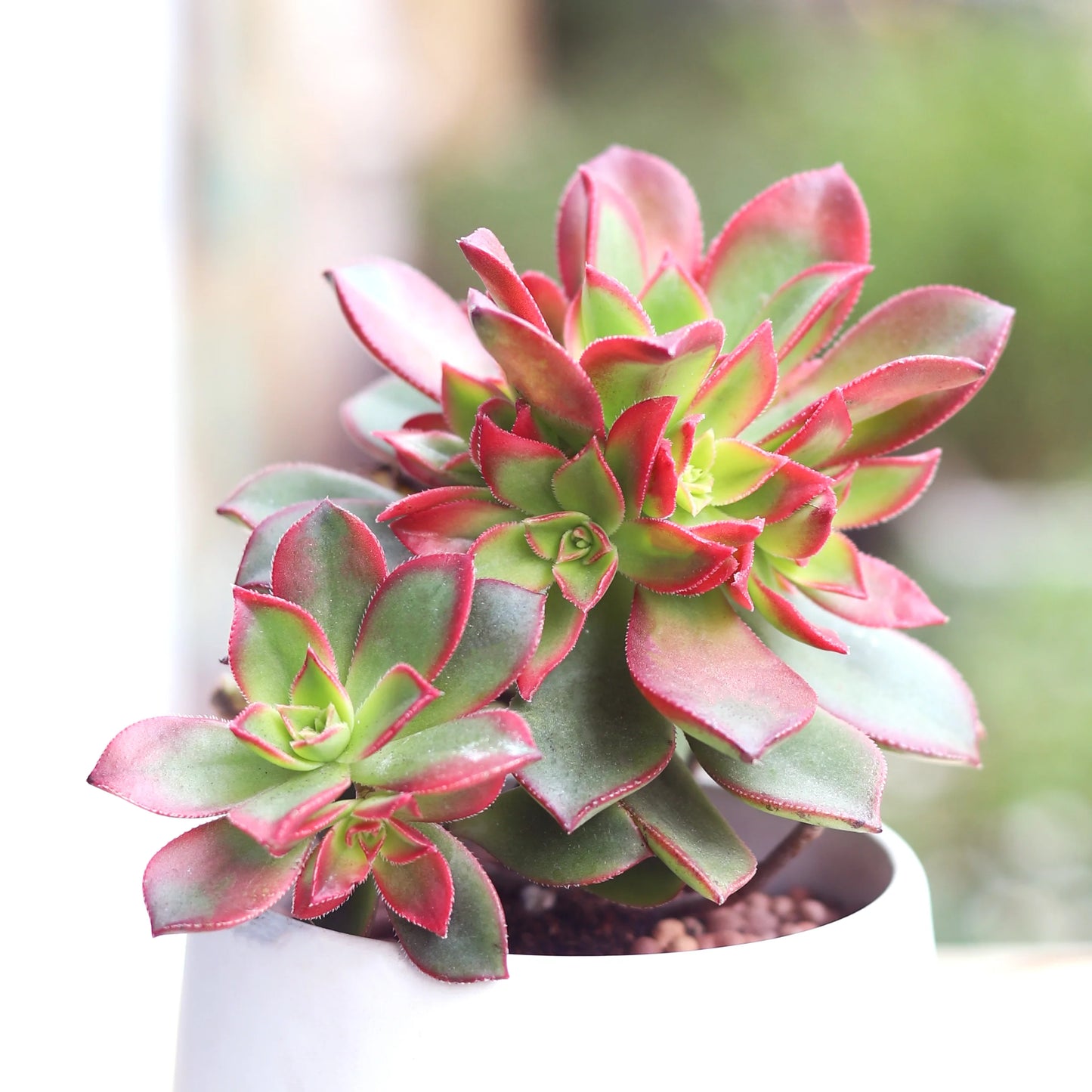Aeonium kiwi 4,5 "