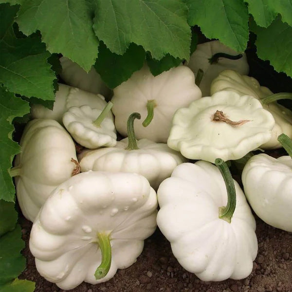 Alba - Graines de courge d'été à pollinisation libre