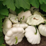 ALBA - OPEN POLLINATED SUMMER SQUASH SEEDS