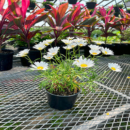 ARGYRANTHEMUM  EVEREST (WHITE)