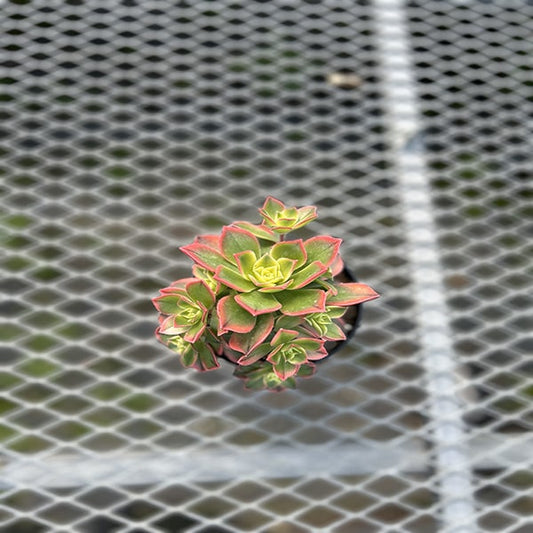 Aeonium Kiwi 4.5"