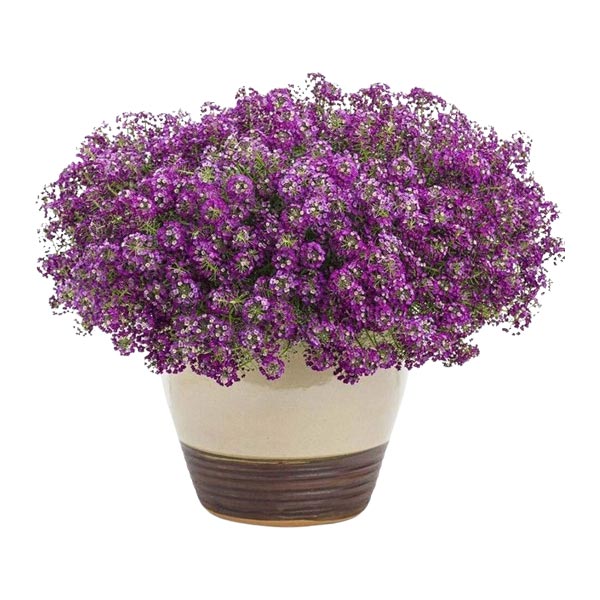 Alyssum
