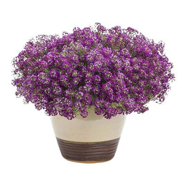 ALYSSUM 