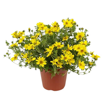 Bidens Giant