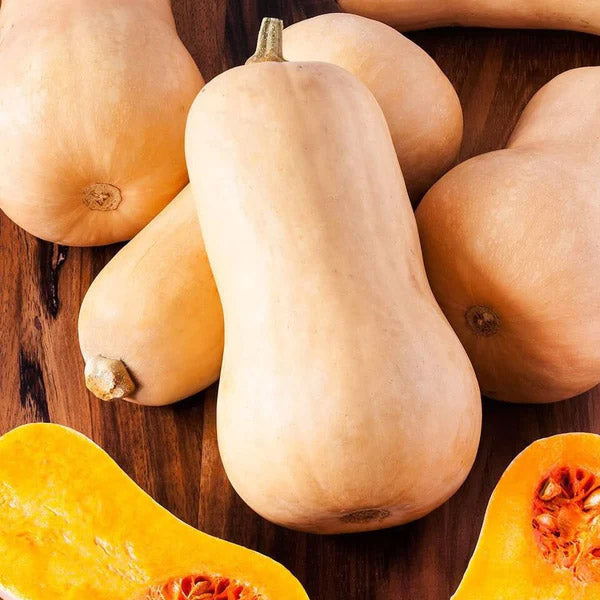 Butternut Queen - Open Pollinated Winter Squash Seeds