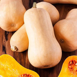 BUTTERNUT QUEEN - Open Pollinated Winter Squash Seeds