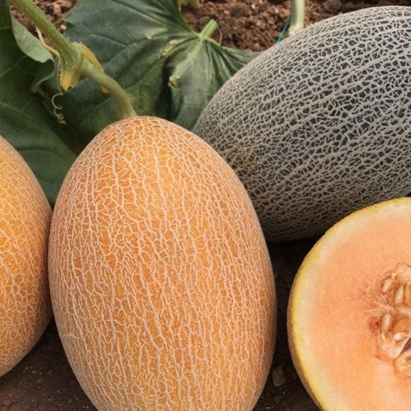 Castro F1 (Ananas Melon)