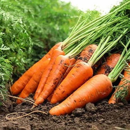 CHANTINO - Open Pollinated Chantenay Carrot Seeds