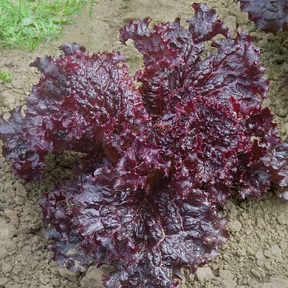 Coraly - Open Pollinated Batavia Lettuce Seeds