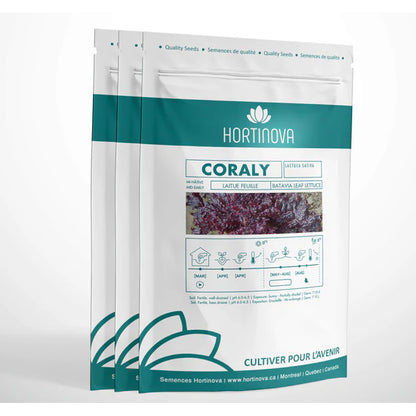 Coraly - Open Pollinated Batavia Lettuce Seeds