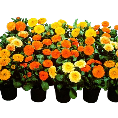 Calendula Bon Bon