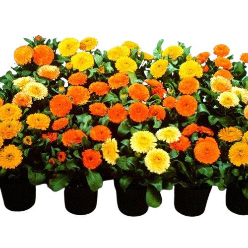 Calendula Bonbon