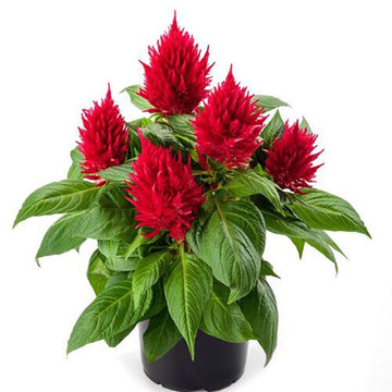 POT ROUGE DE 5"