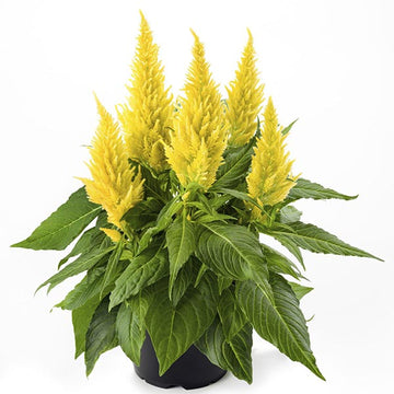 POT JAUNE 5"