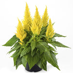 CELOSIA