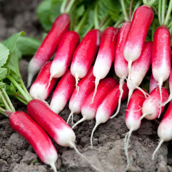 DUETT - Open Pollinated Radish Seeds