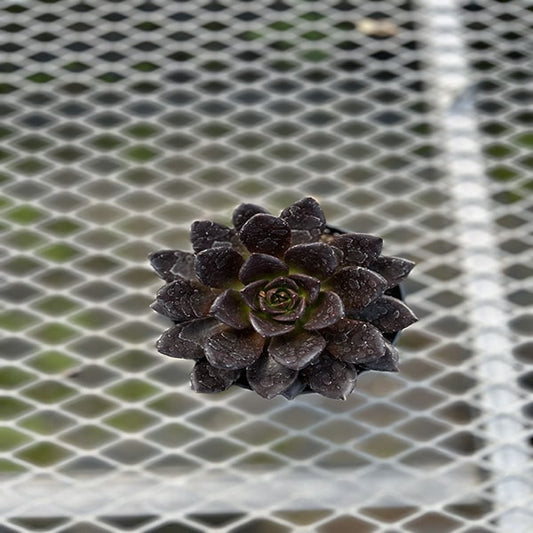 Echeveria Black 4.5"