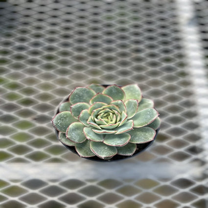 Echeveria elegans 4,5 "