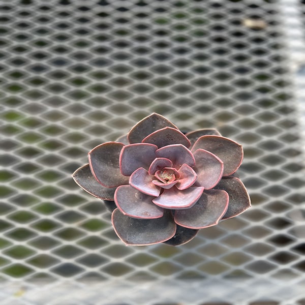 ECHEVERIA HYBRID PURPLE 4.5"