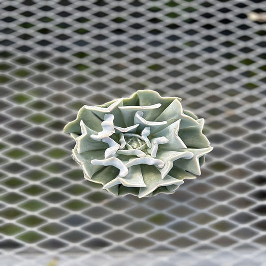 Echeveria Runyonii 4.5"
