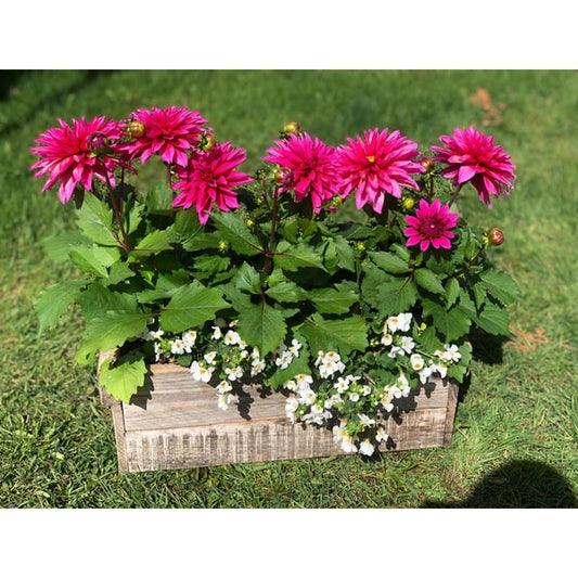 Emarville Arrangement Pink Elegance