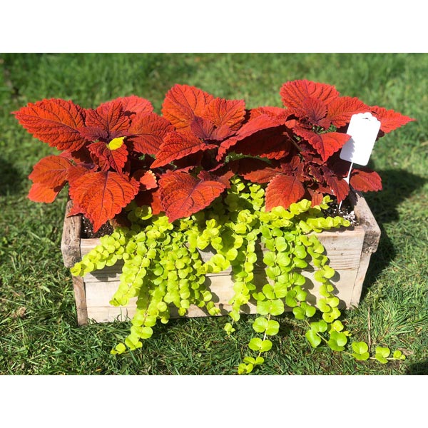 Emarville Arrangement Red Bliss