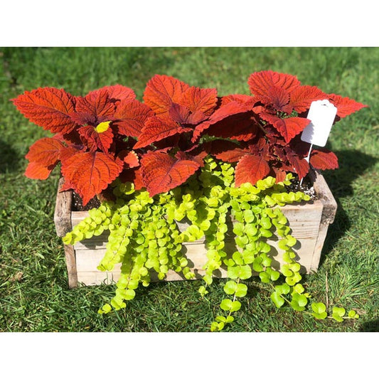 Emarville Arrangement Red Bliss
