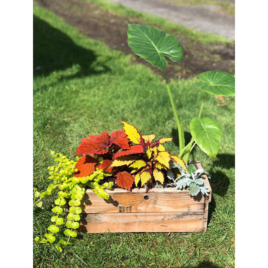 Emarville Arrangement Exotic