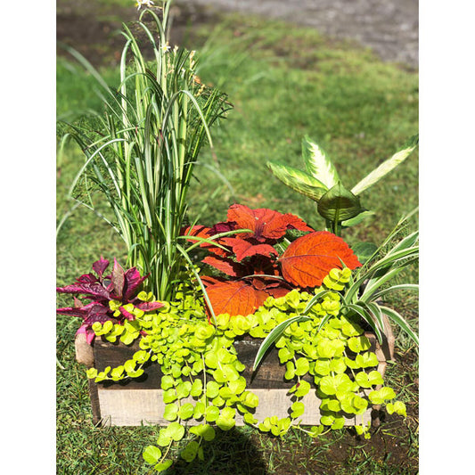 Emarville Arrangement The Dream