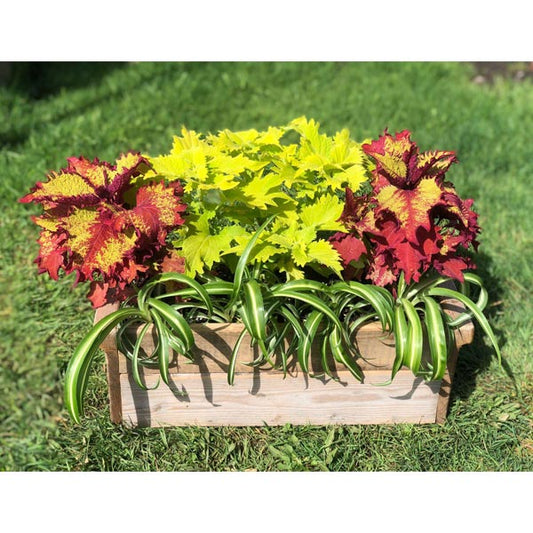 Emarville Arrangement Harmony