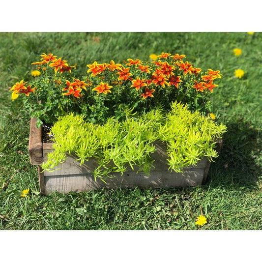 Emarville Arrangement Sunny Delight